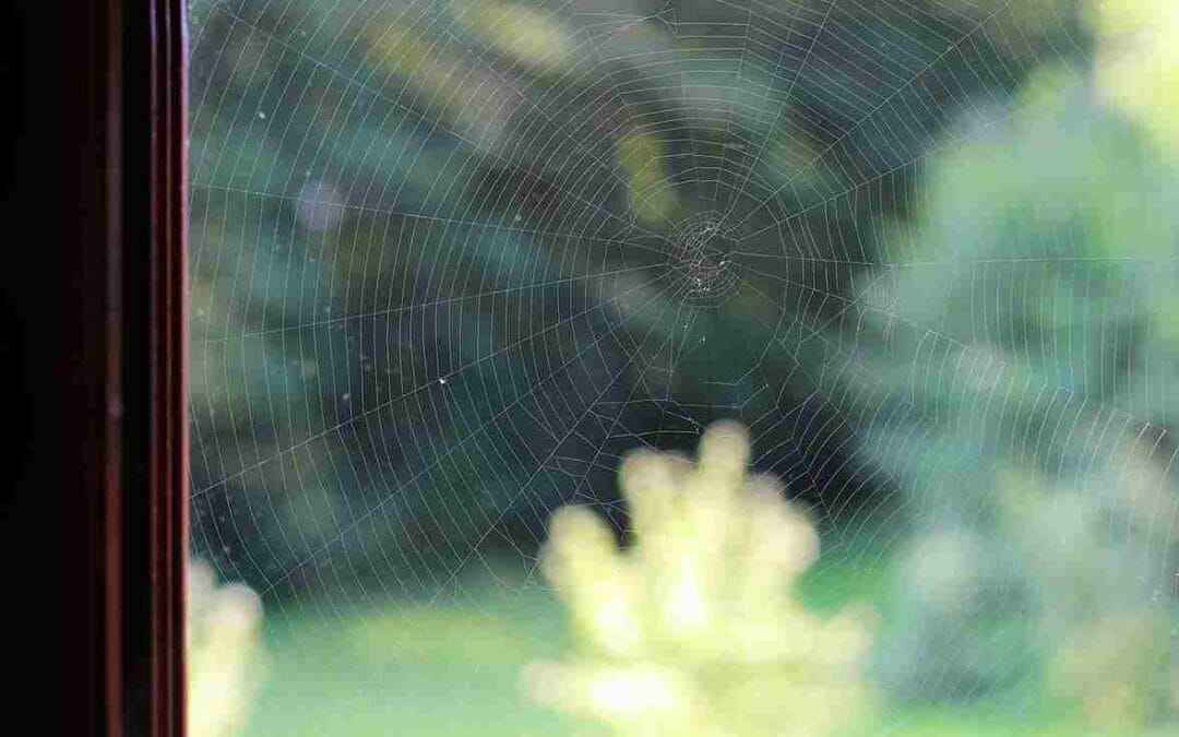 How to Get Rid of Spider Webs in Your Darien IL Home