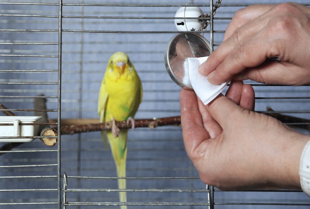How to Clean and Sanitize Pet Cages