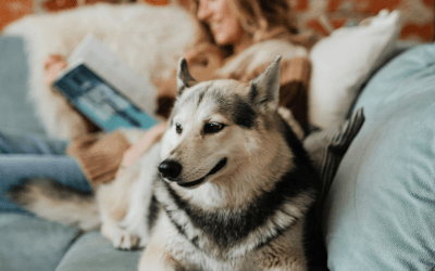 How to Keep Your Home Smelling Fresh With Pets Inside During Fall