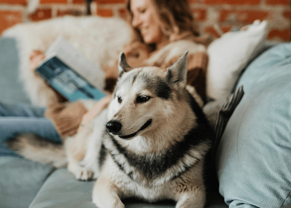 How to Keep Your Home Smelling Fresh With Pets Inside During Fall