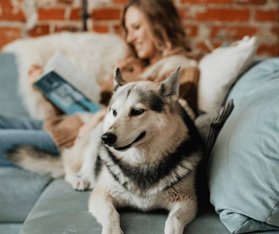 How to keep your home smelling fresh with pets inside during fall - A cleaning tips article by Helping Hands Cleaning Services